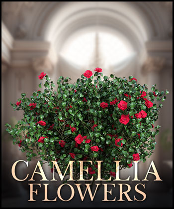 (image for) Camellia Flowers