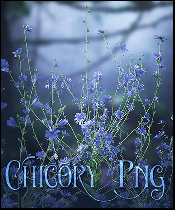 (image for) Chicory Flowers Png