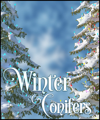 (image for) Winter Conifers - Click Image to Close