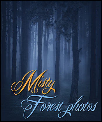 (image for) Misty Forest Photos - Click Image to Close